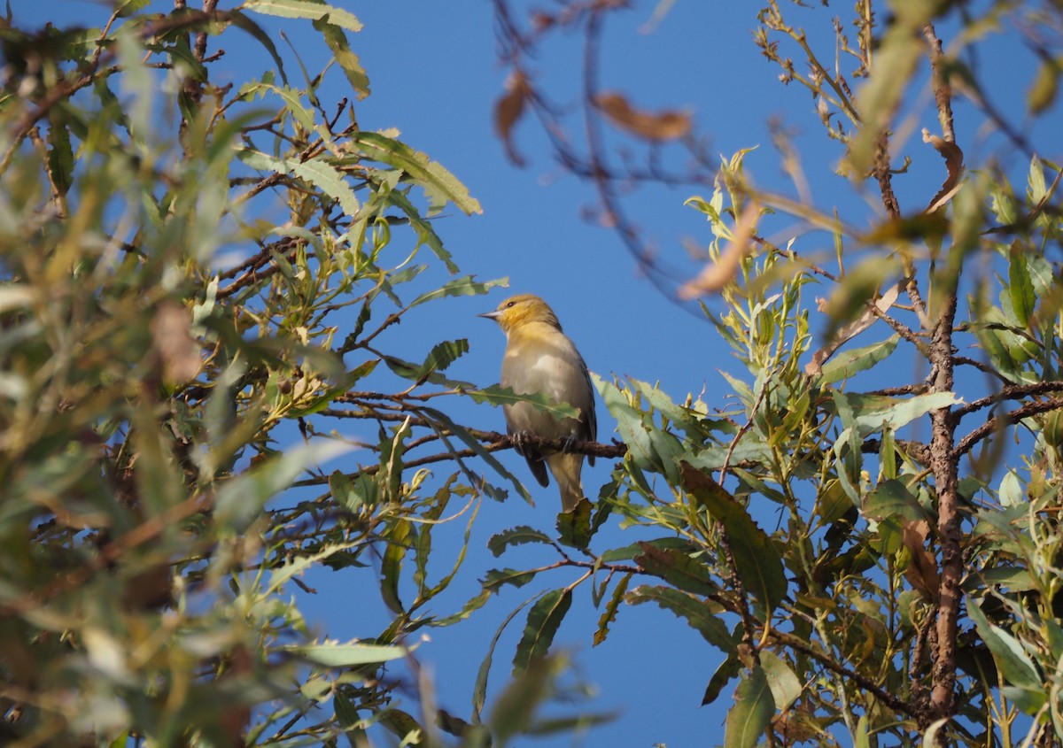 Bullock's Oriole - ML642734771