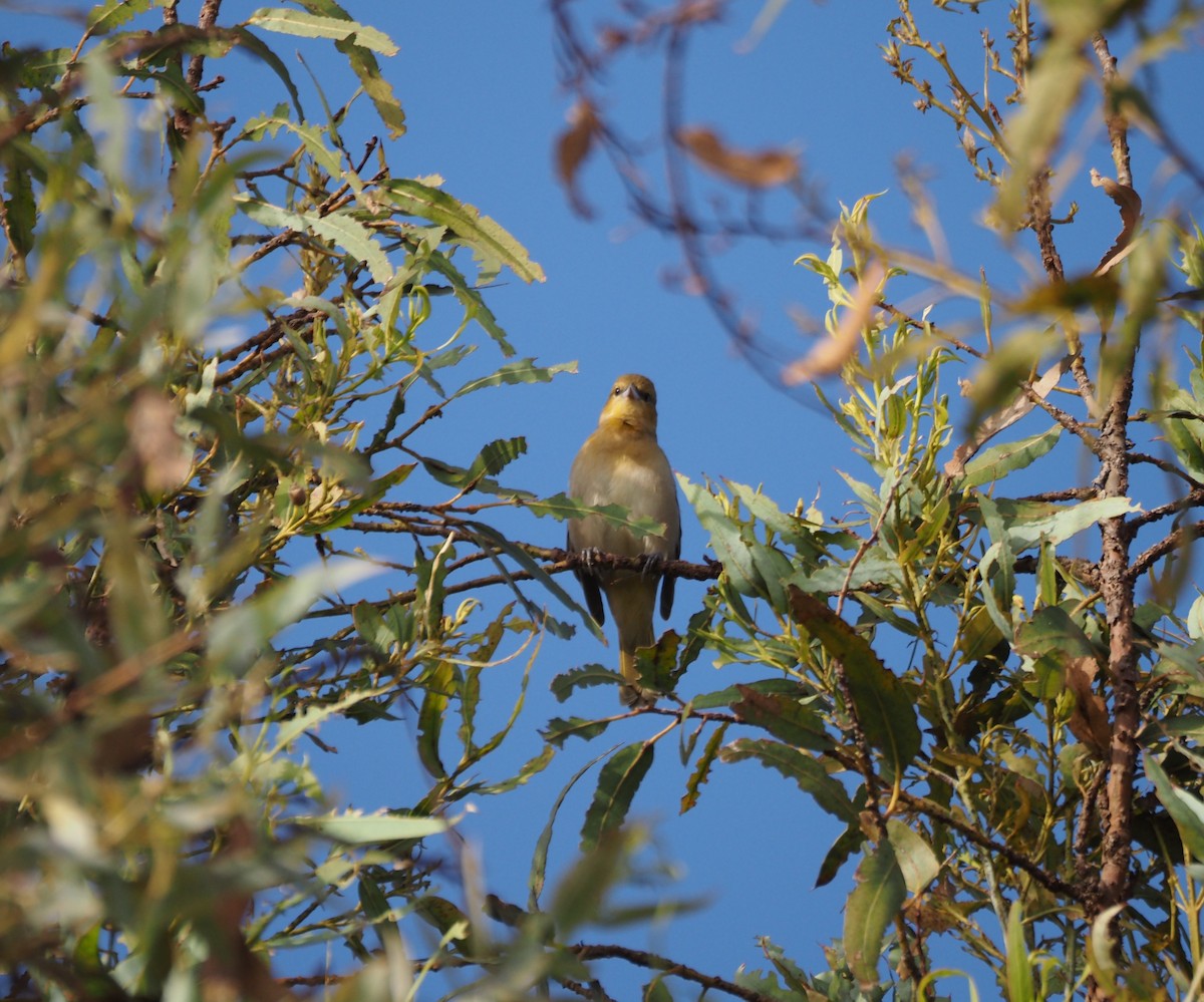 Bullock's Oriole - ML642734772