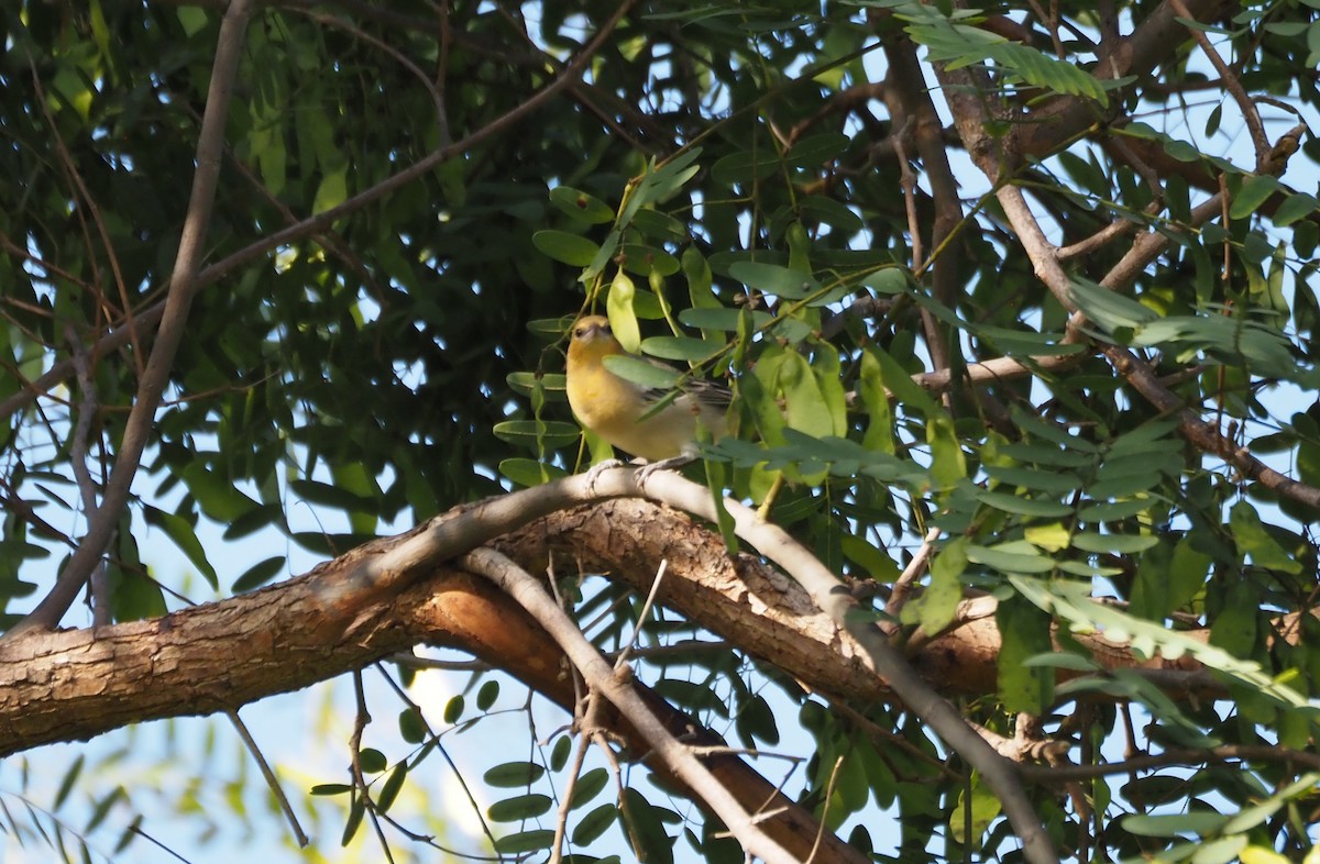 Bullock's Oriole - ML642734773