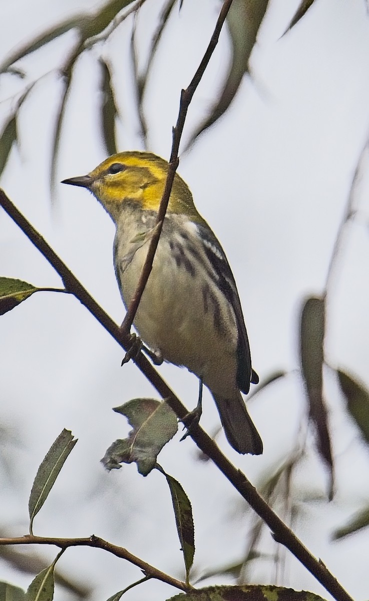 Black-throated Green Warbler - ML642734779