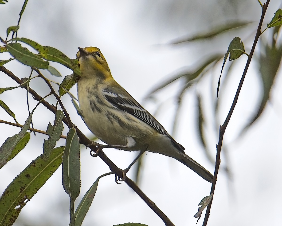 Black-throated Green Warbler - ML642734780