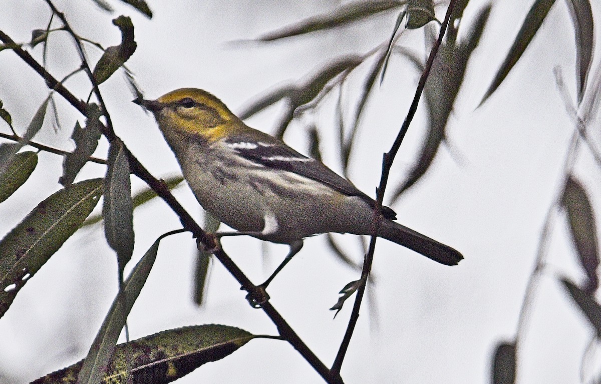 Black-throated Green Warbler - ML642734781
