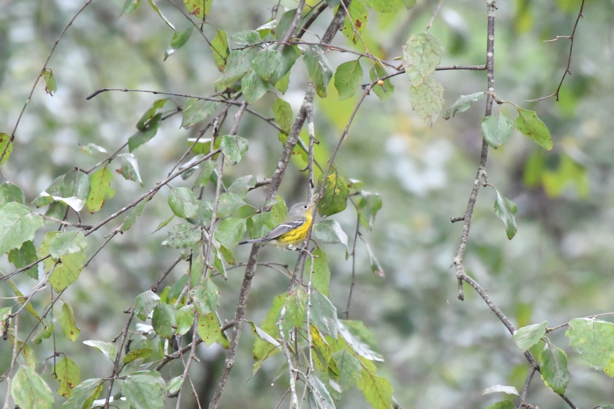 Magnolia Warbler - ML642734785