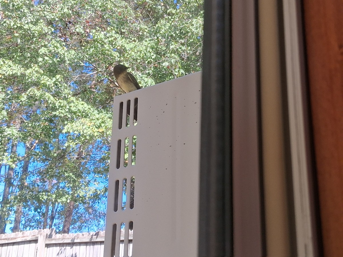 Eastern Phoebe - ML642734817