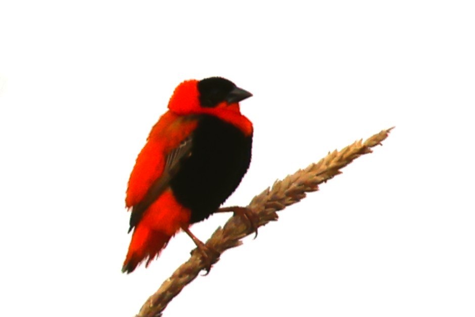 Northern Red Bishop - ML642734845