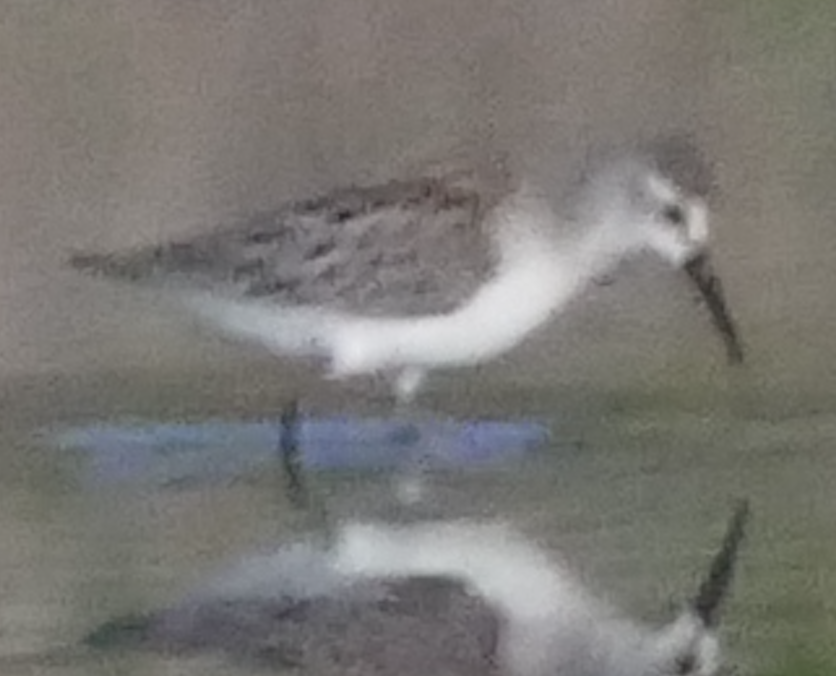 Western Sandpiper - ML642734858