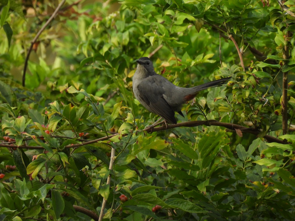 Gray Catbird - ML642734864