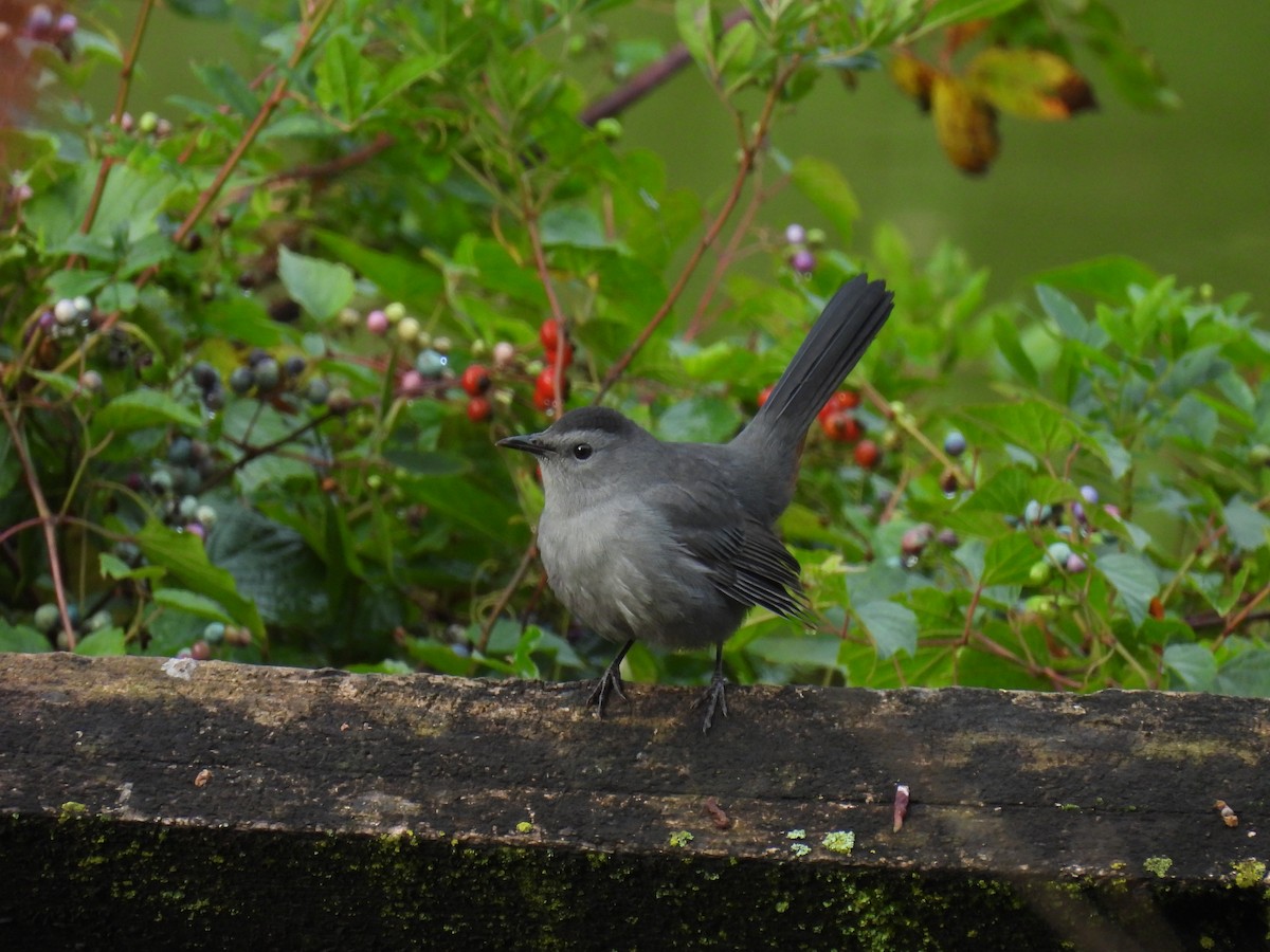 Gray Catbird - ML642734865