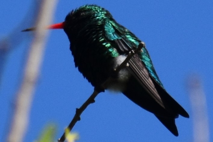 Glittering-bellied Emerald - ML642734866