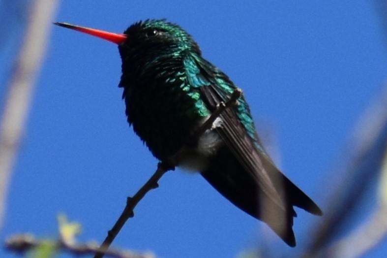 Glittering-bellied Emerald - ML642734867