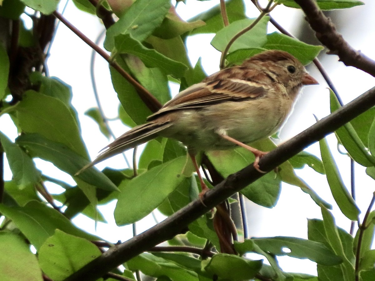 Field Sparrow - ML642734869
