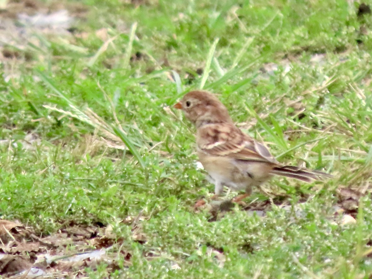 Field Sparrow - ML642734870
