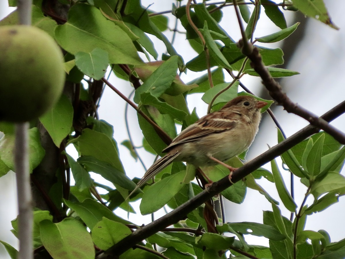 Field Sparrow - ML642734871
