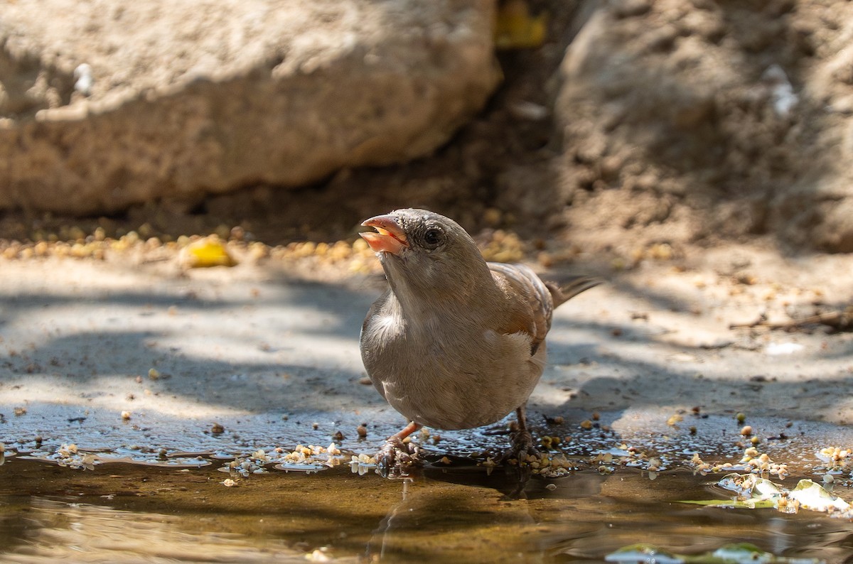 Southern Gray-headed Sparrow - ML642734899