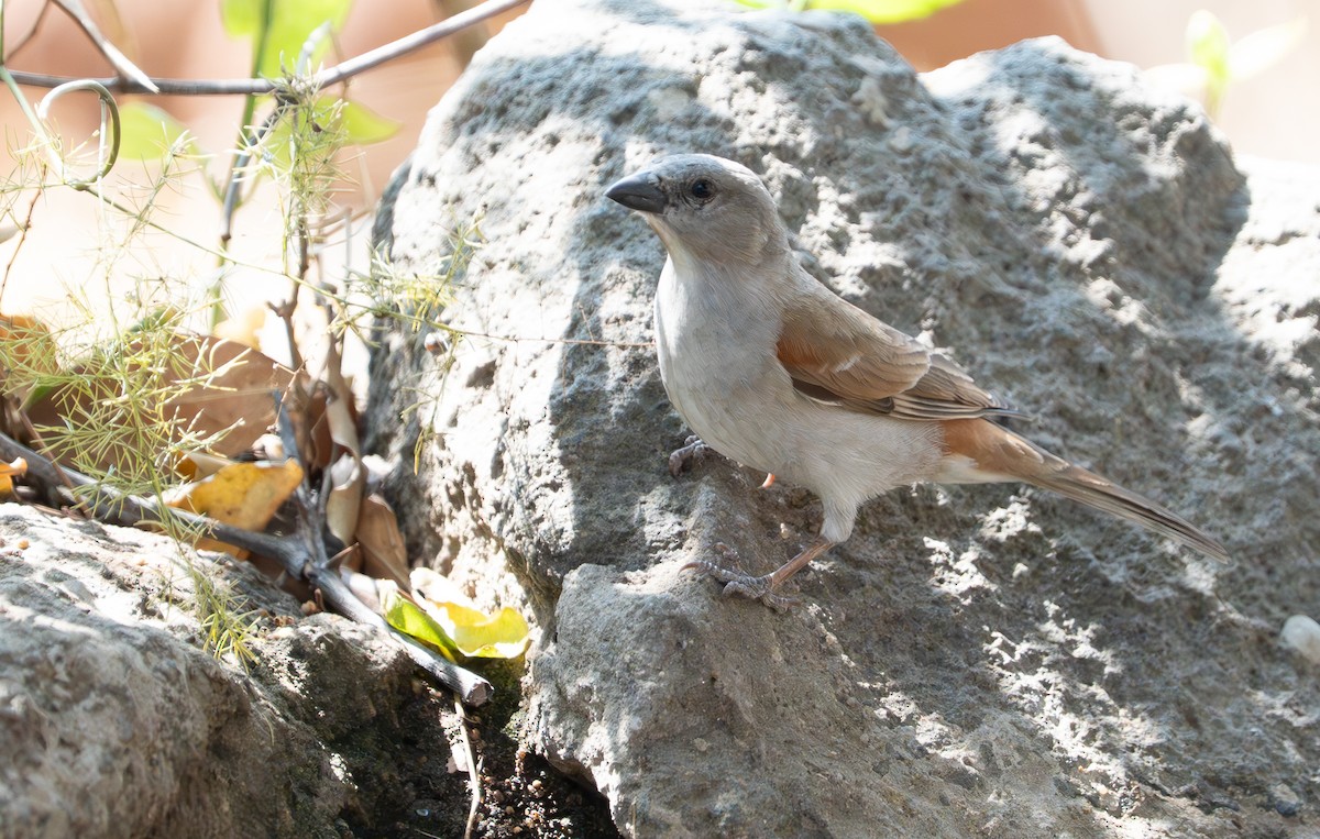 Southern Gray-headed Sparrow - ML642734900
