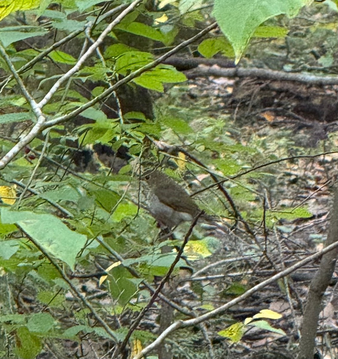 Gray-cheeked Thrush - ML642734903