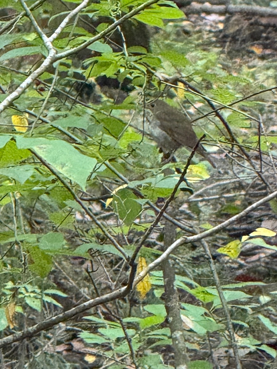 Gray-cheeked Thrush - ML642734904