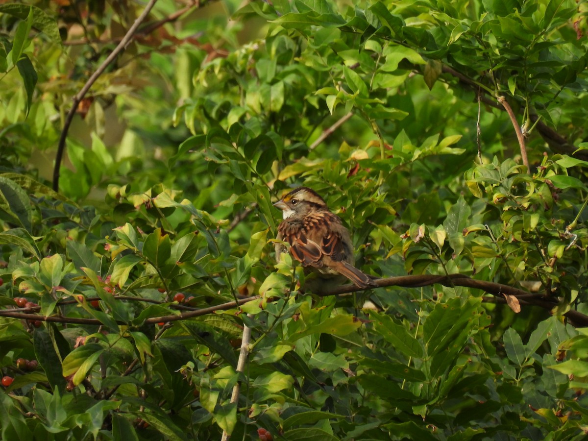 White-throated Sparrow - ML642734910