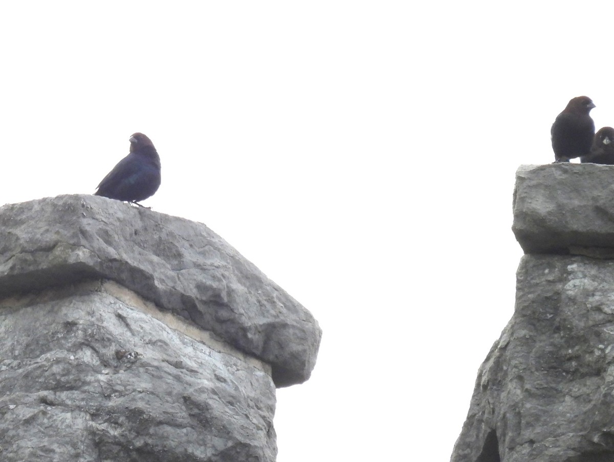 Brown-headed Cowbird - ML642734933