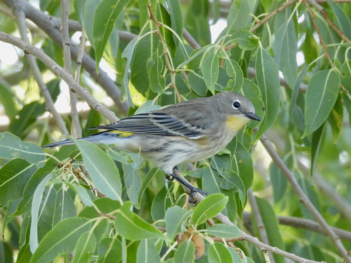Yellow-rumped Warbler - ML642734941