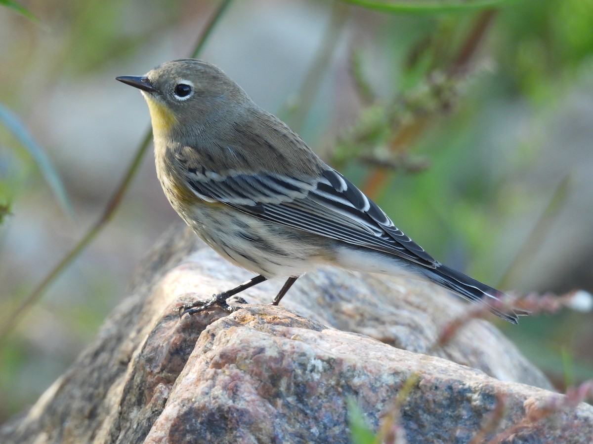 Yellow-rumped Warbler - ML642734942