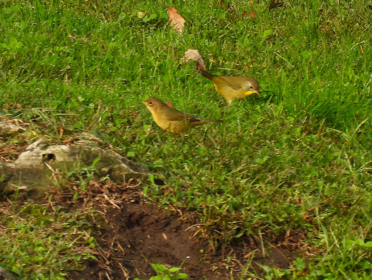 Common Yellowthroat - ML642734959