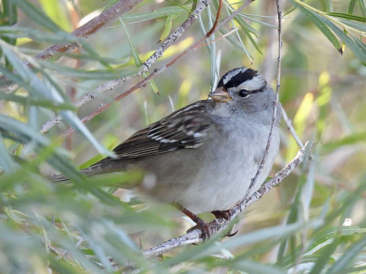 White-crowned Sparrow - ML642734966