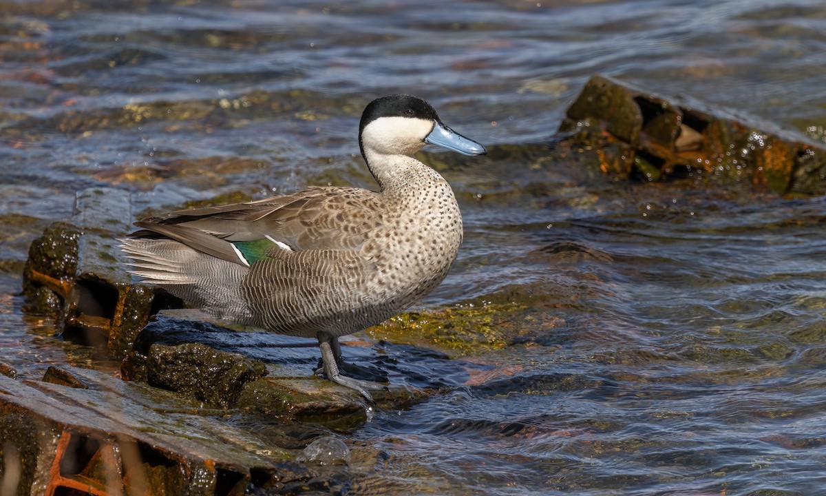 Puna Teal - ML642734970