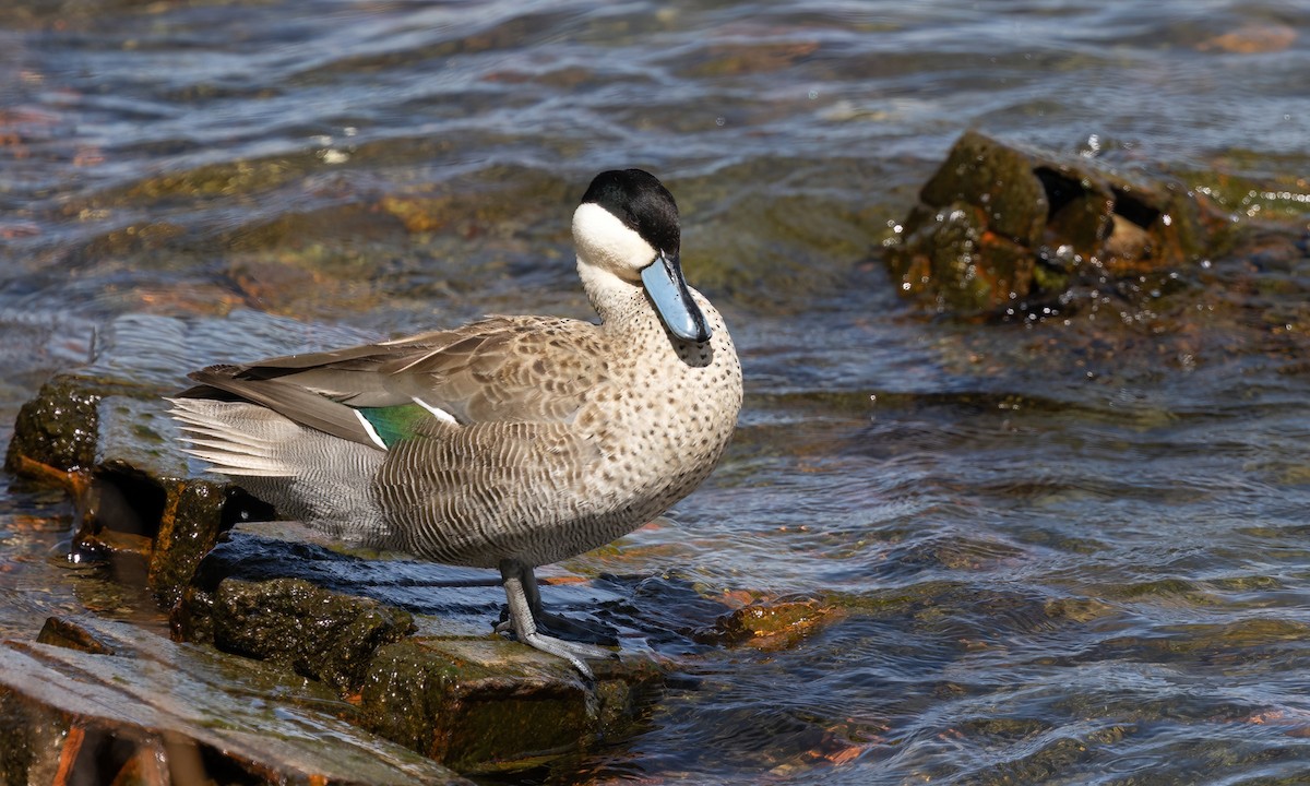 Puna Teal - ML642734971