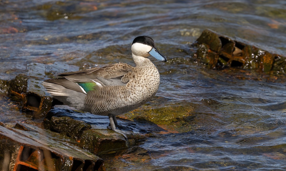 Puna Teal - ML642734972