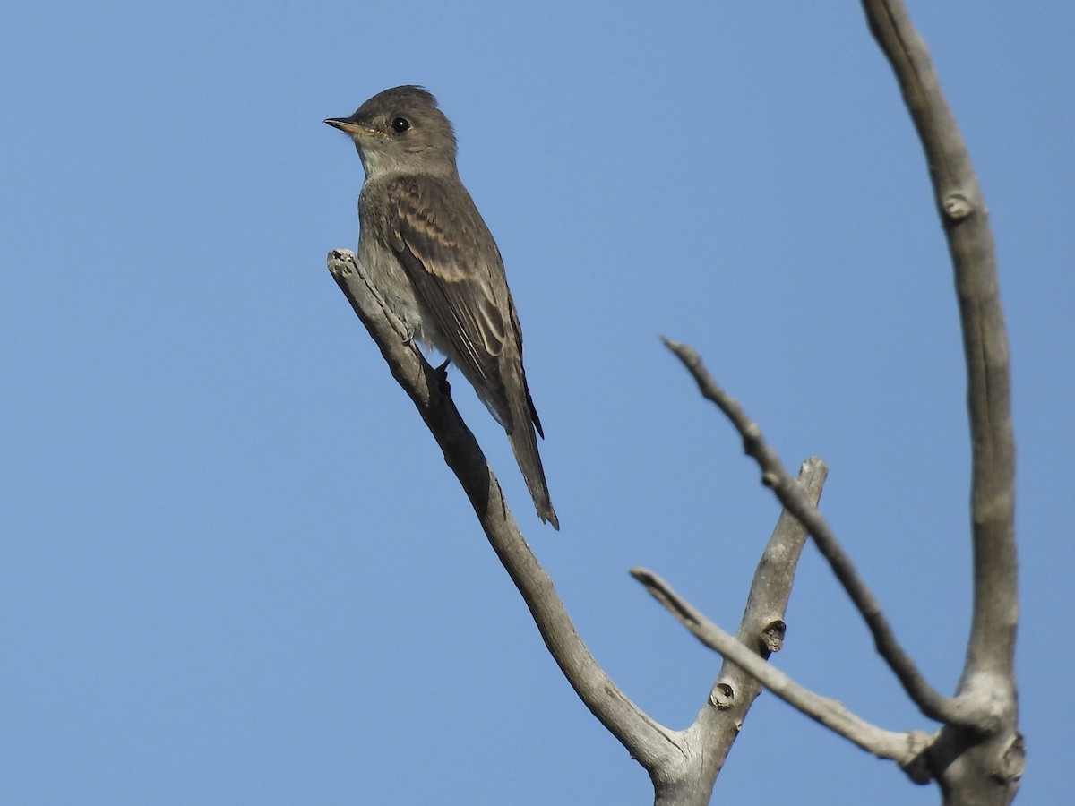 Western Wood-Pewee - ML642734982
