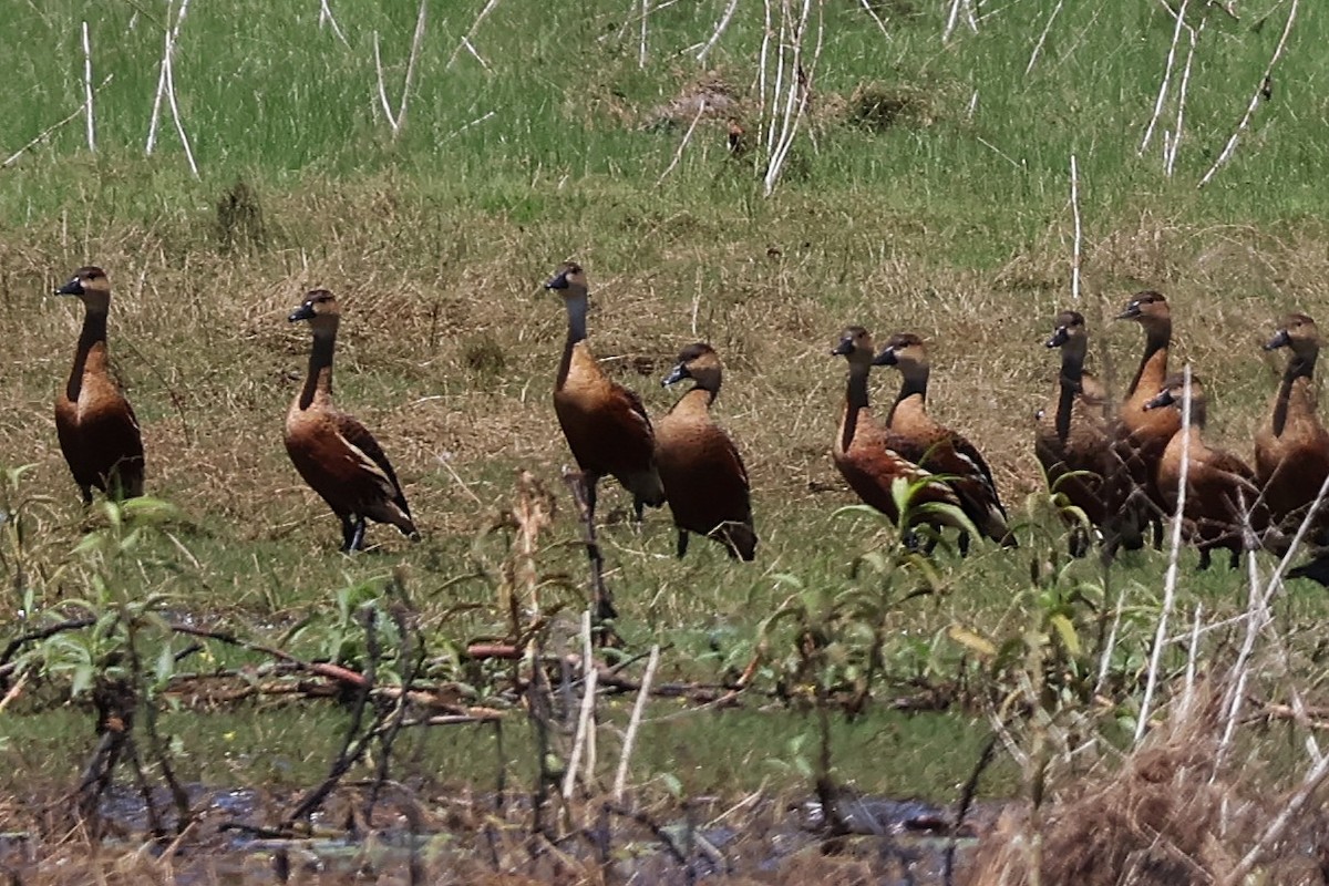 Wandering Whistling-Duck - ML642735024