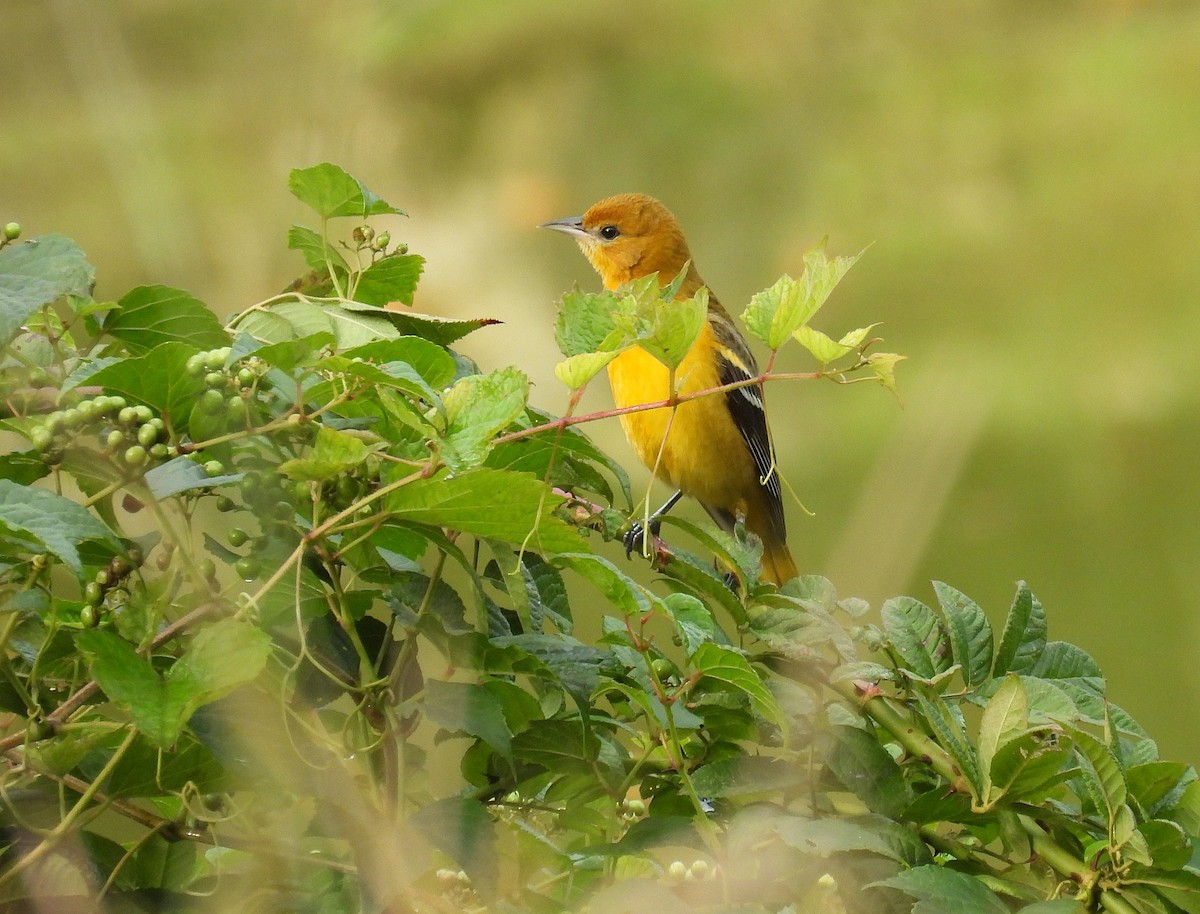 Baltimore Oriole - ML642735027