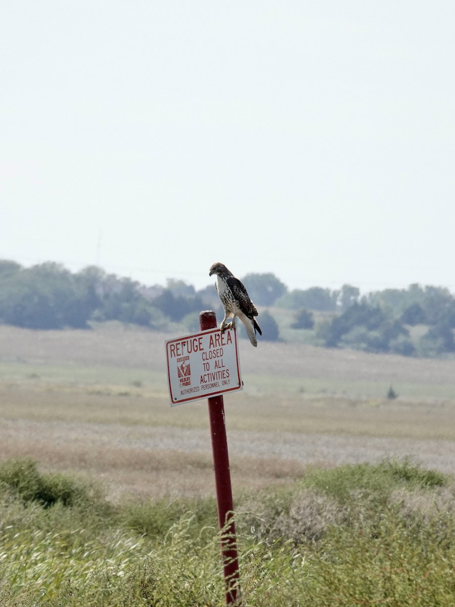 Red-tailed Hawk - ML642735034
