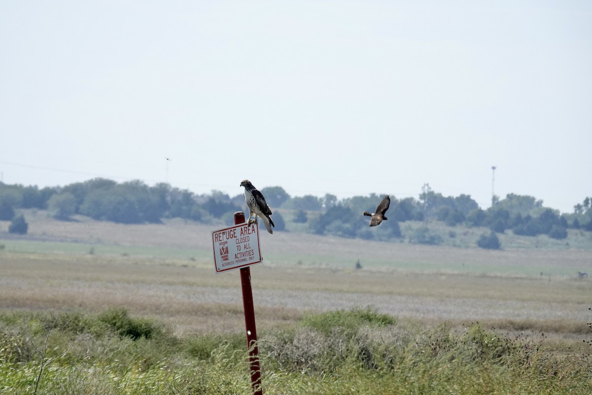 Red-tailed Hawk - ML642735035