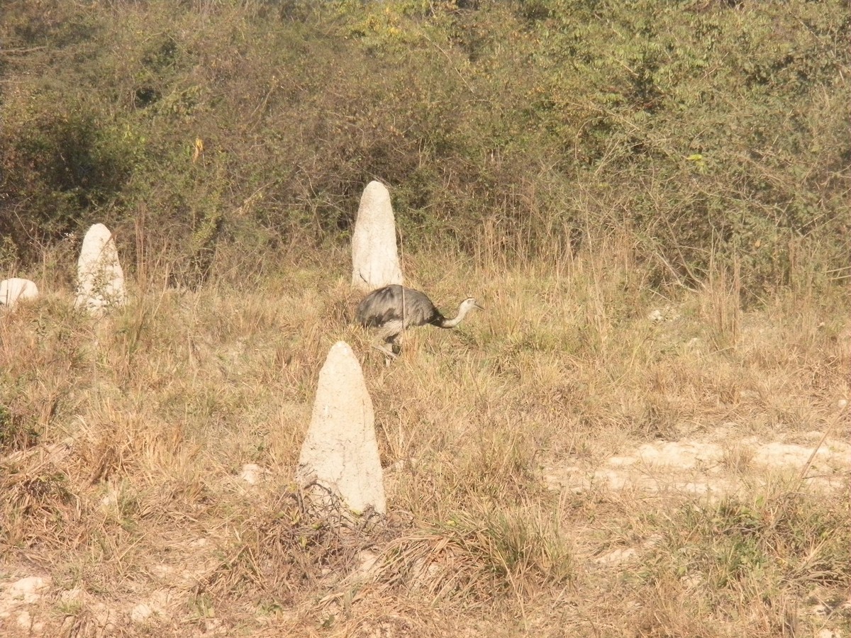 Greater Rhea - ML642735038