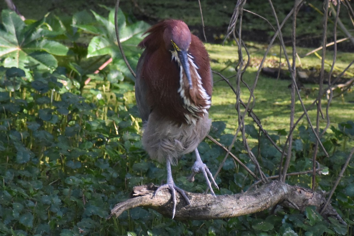 Rufescent Tiger-Heron - ML642735040