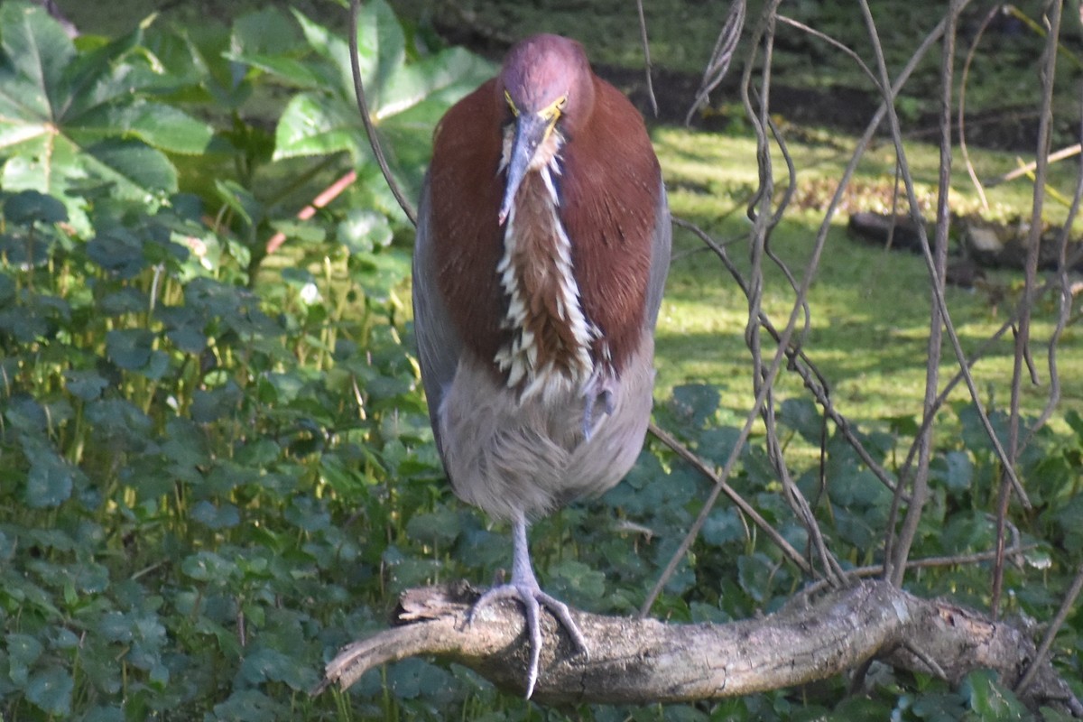 Rufescent Tiger-Heron - ML642735041