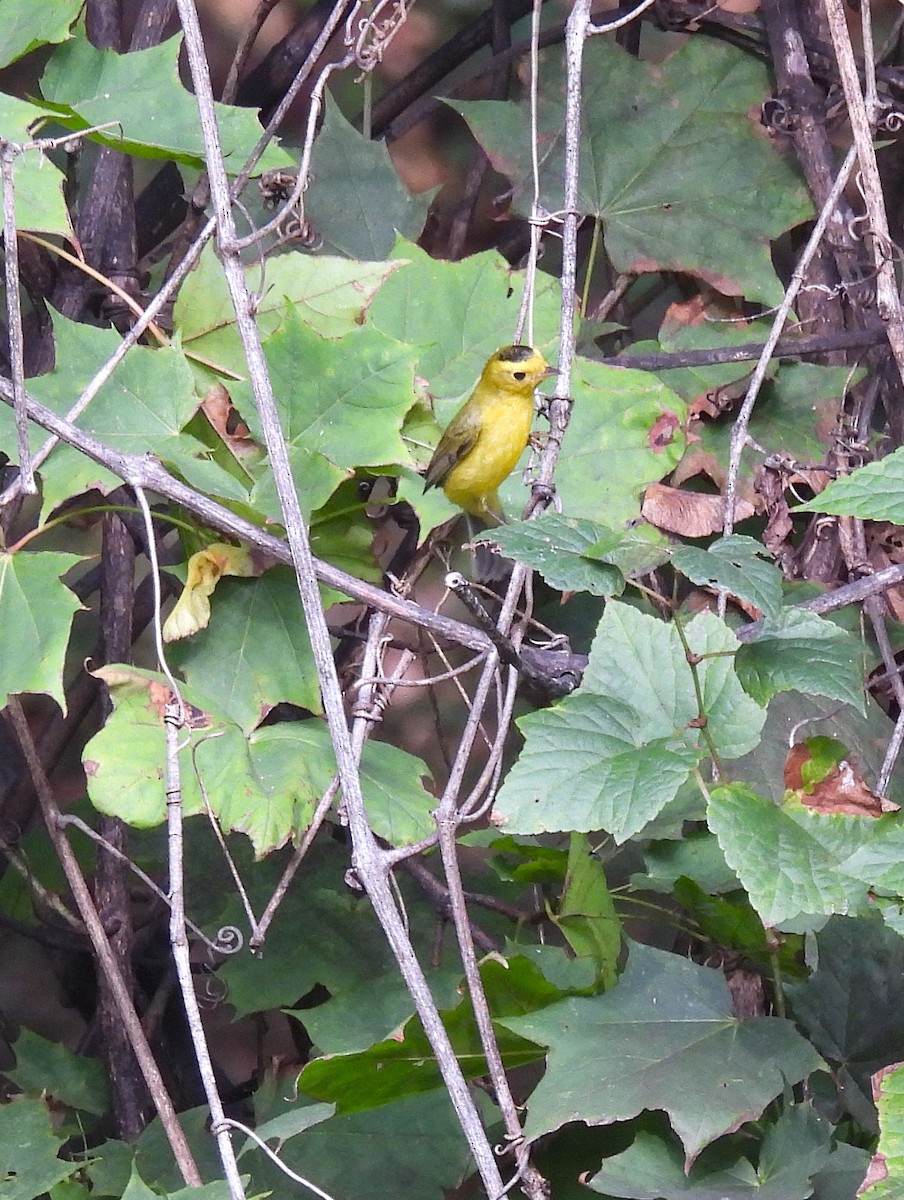 Wilson's Warbler - ML642735046