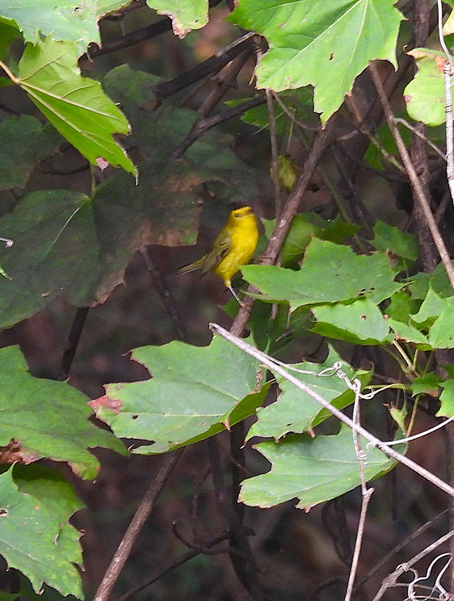 Wilson's Warbler - ML642735047