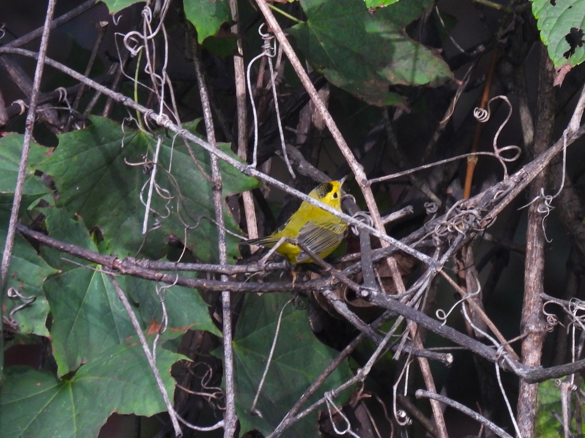 Wilson's Warbler - ML642735048