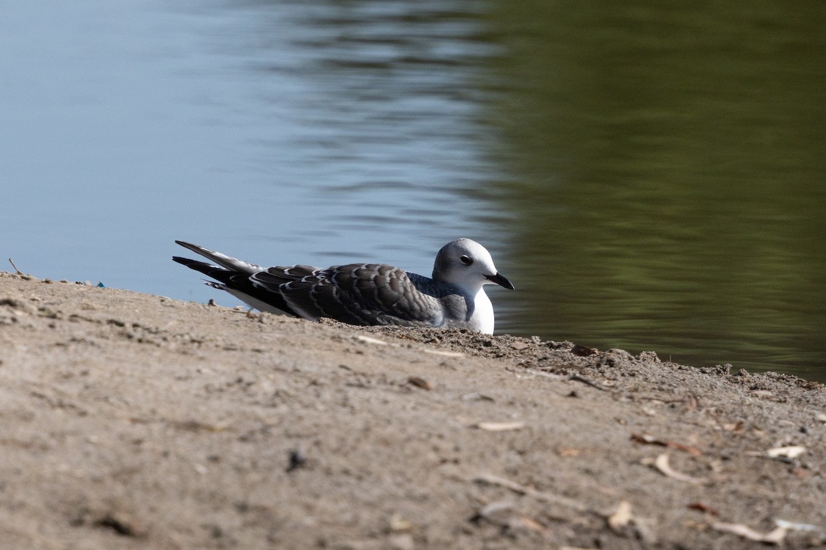 Sabine's Gull - ML642735062