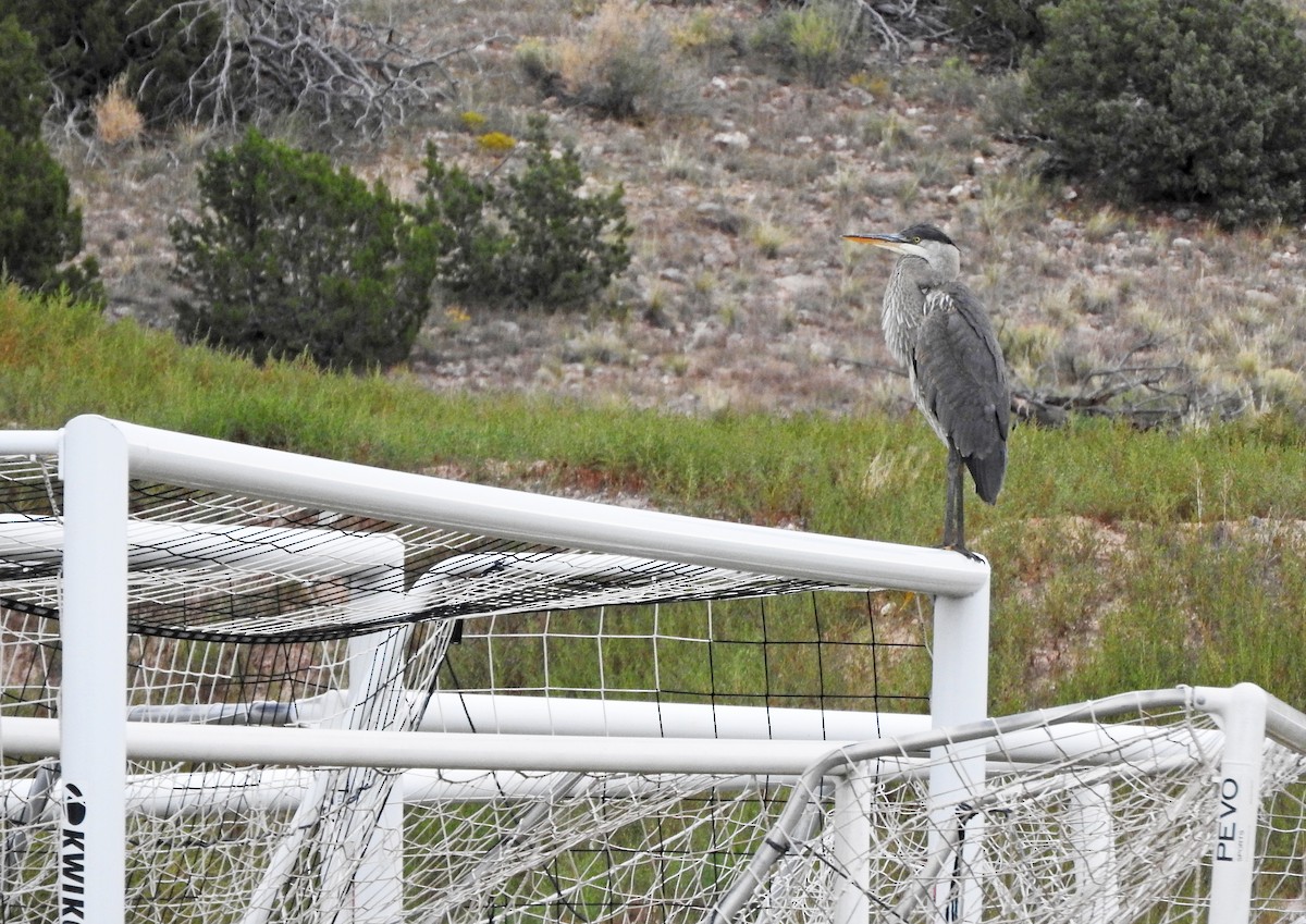 Great Blue Heron - ML642735073