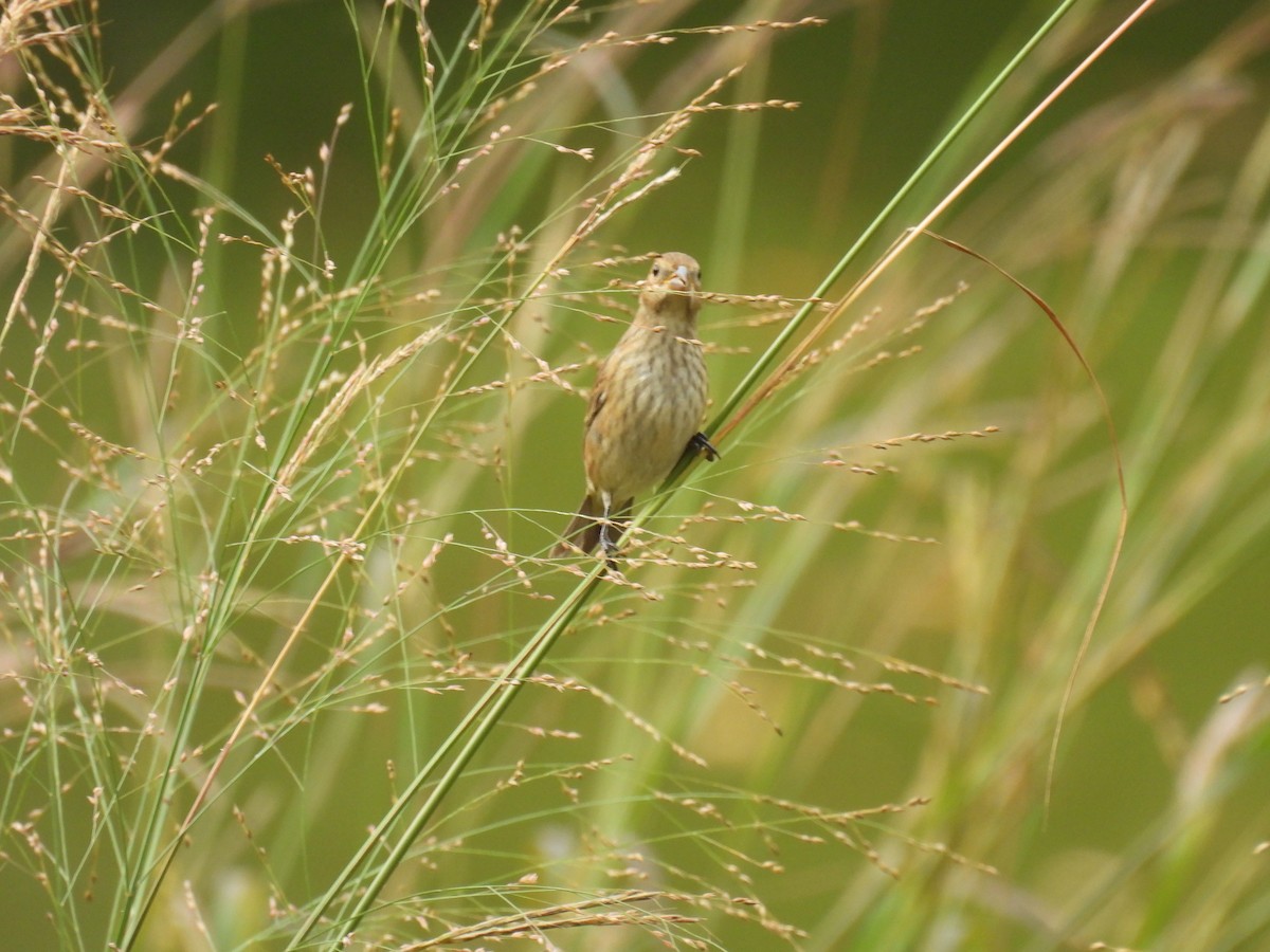 Indigo Bunting - ML642735077