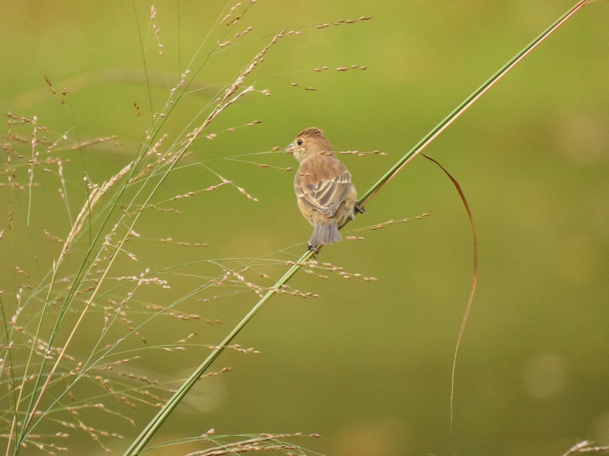 Indigo Bunting - ML642735078