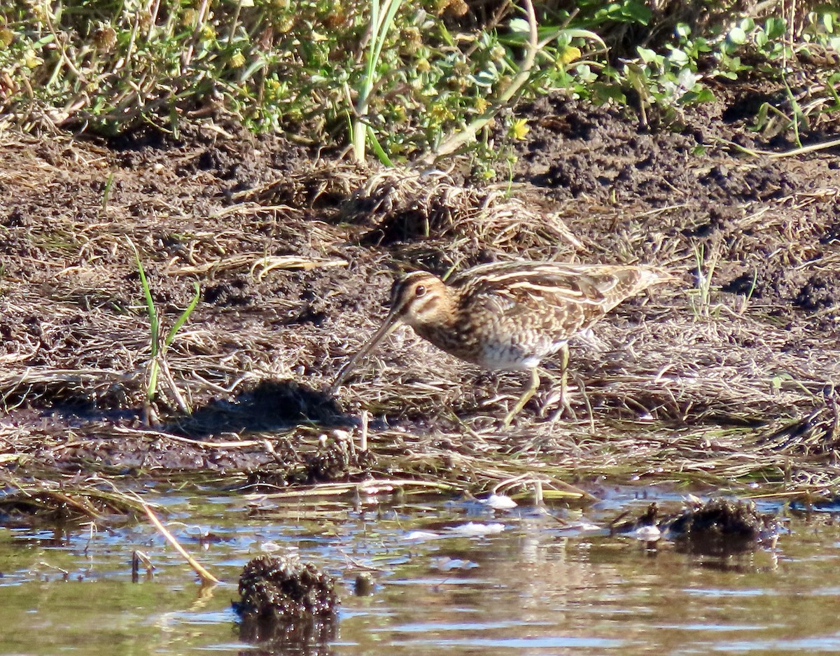Wilson's Snipe - ML642735082
