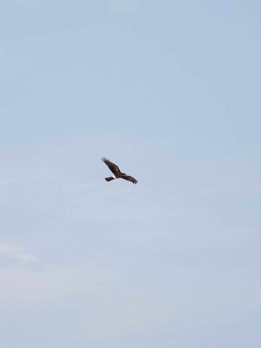 Northern Harrier - ML642735124