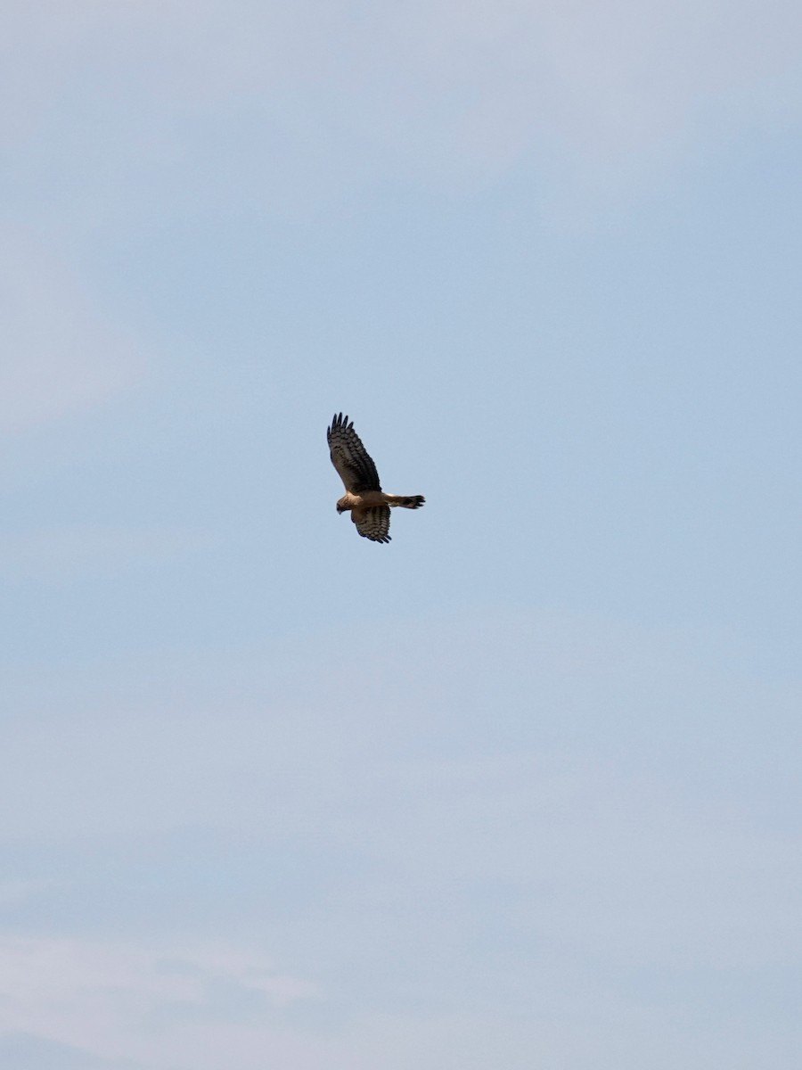 Northern Harrier - ML642735125