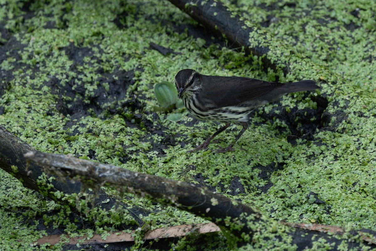 Northern Waterthrush - ML642735134