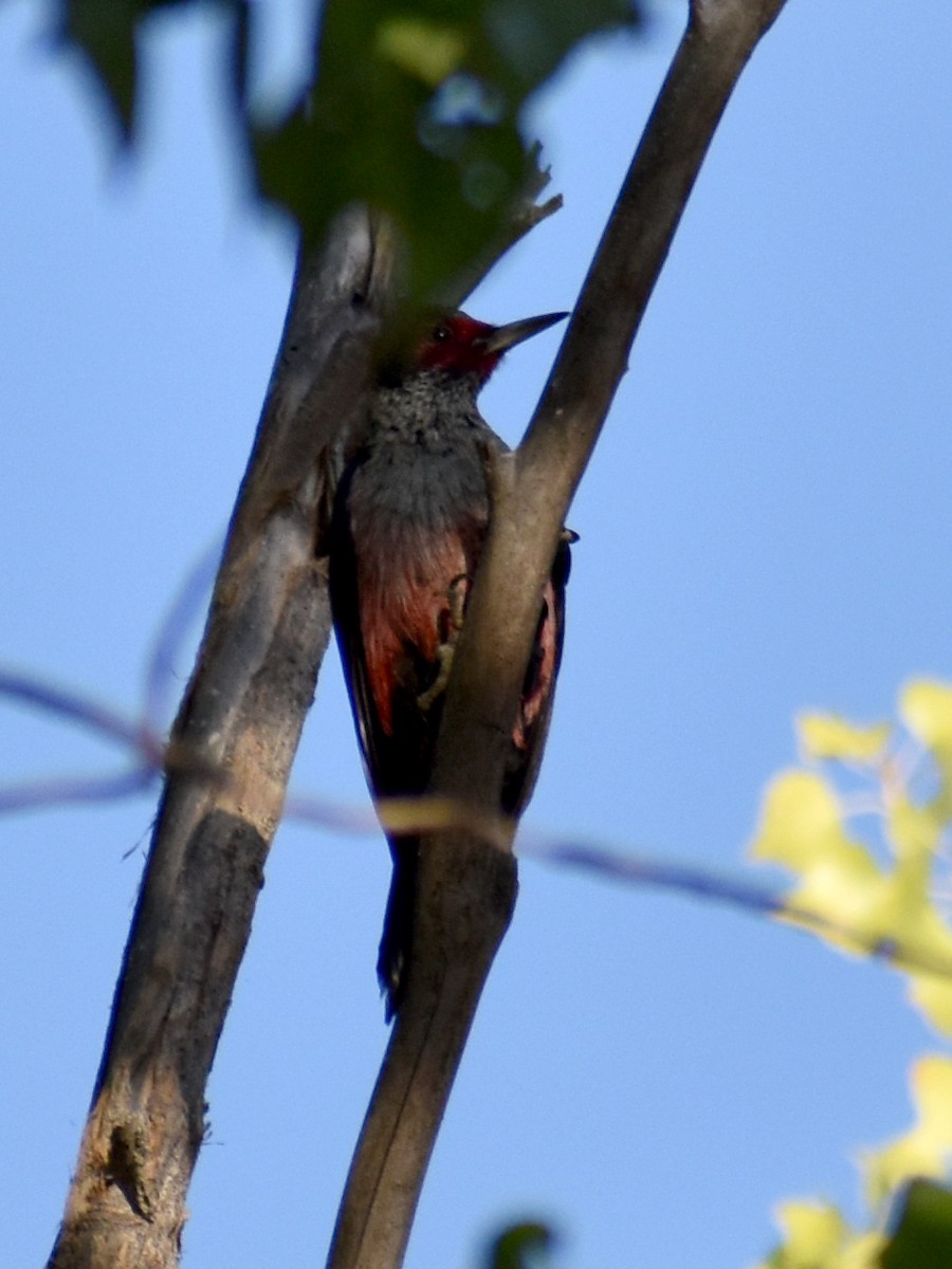 datel červenolící - ML642735142